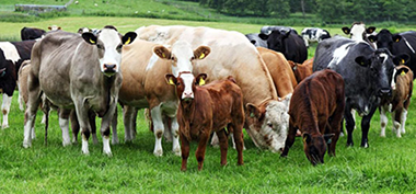 Herd Health plans are available